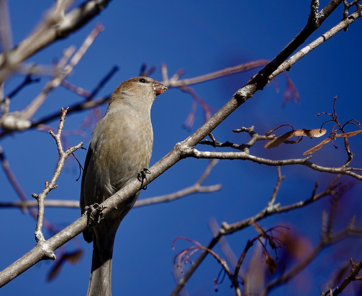 Pine Grosbeak - ML279188101