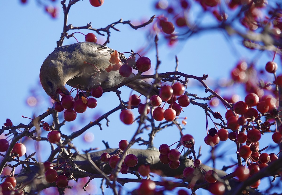 Pine Grosbeak - ML279188121