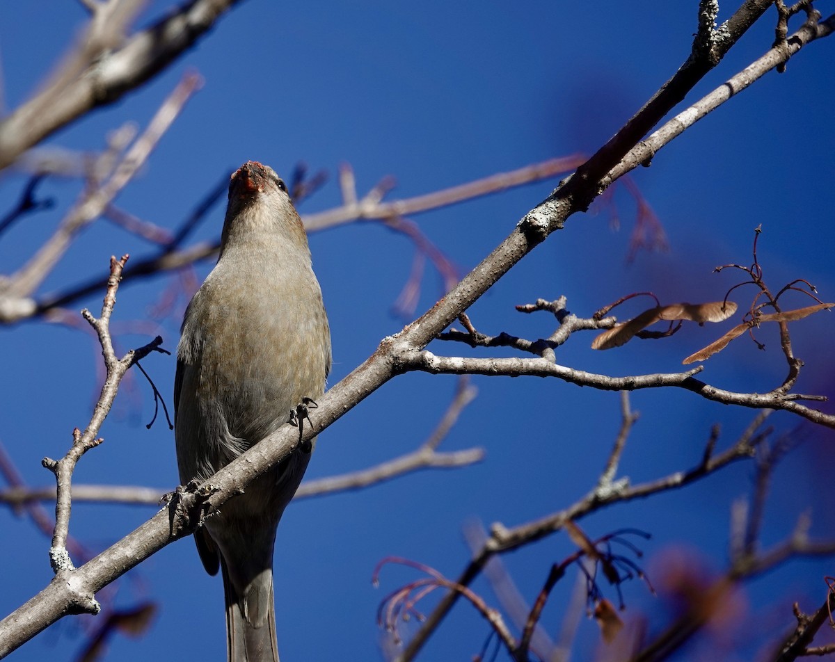 Pine Grosbeak - ML279188141