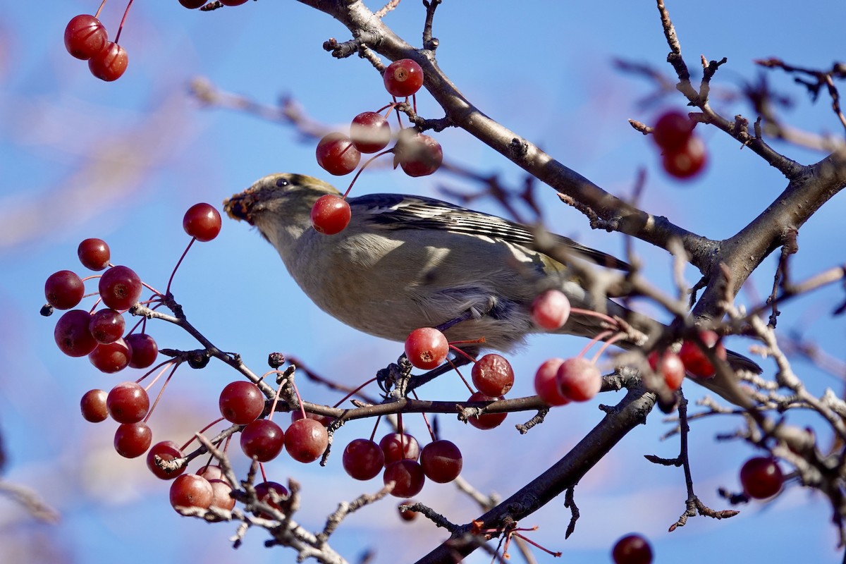 Pine Grosbeak - ML279188151