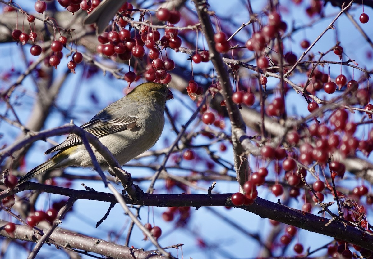 Pine Grosbeak - ML279188161