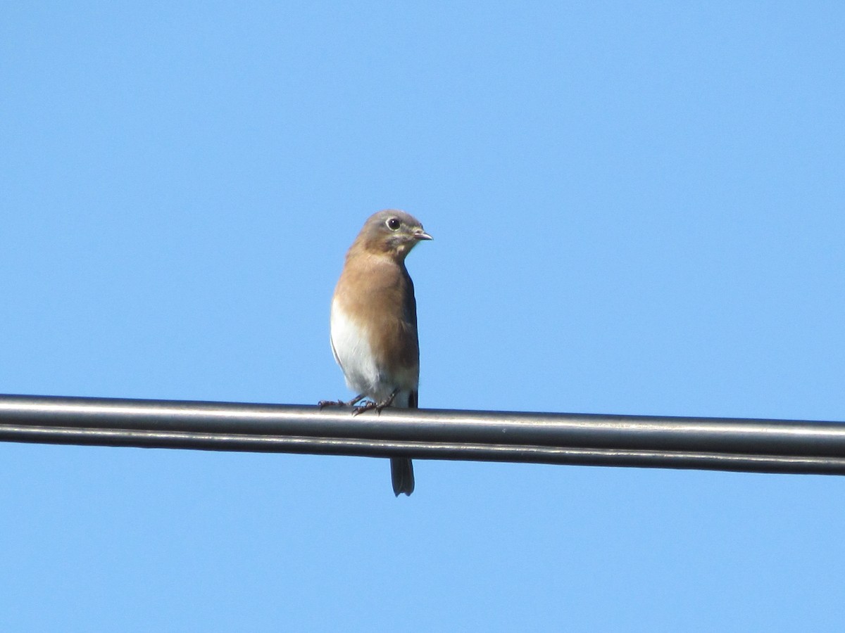 Eastern Bluebird - ML279189311