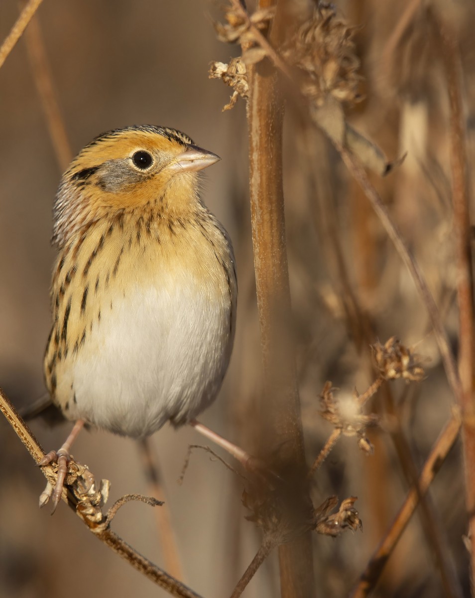 LeConte's Sparrow - ML279190311