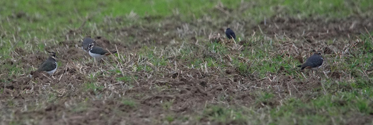 Northern Lapwing - ML279190771