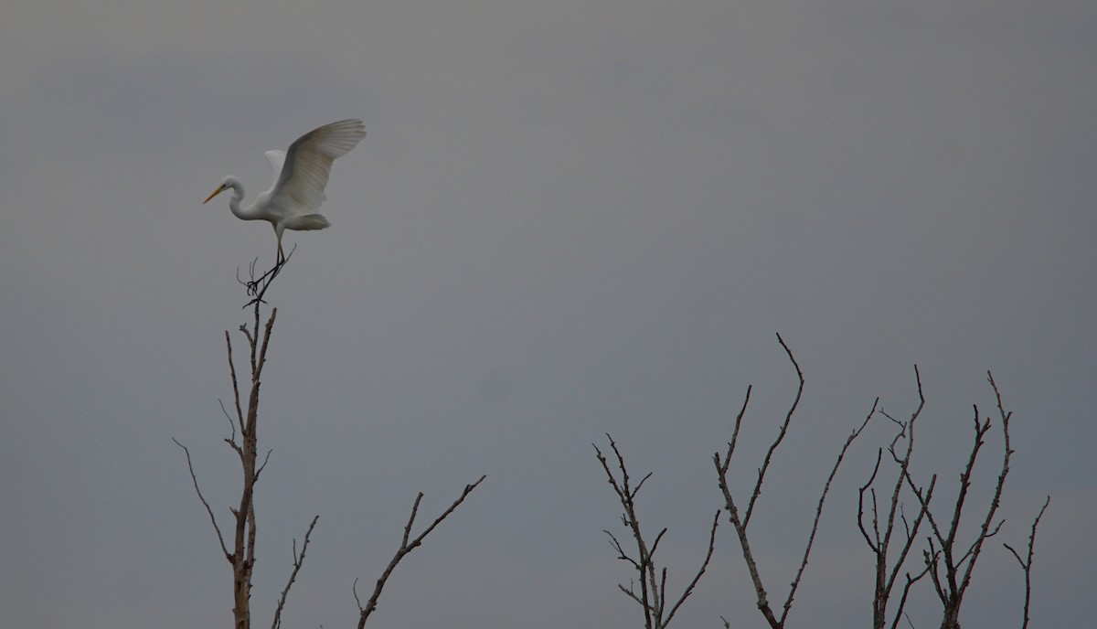 Airone bianco maggiore - ML279190911