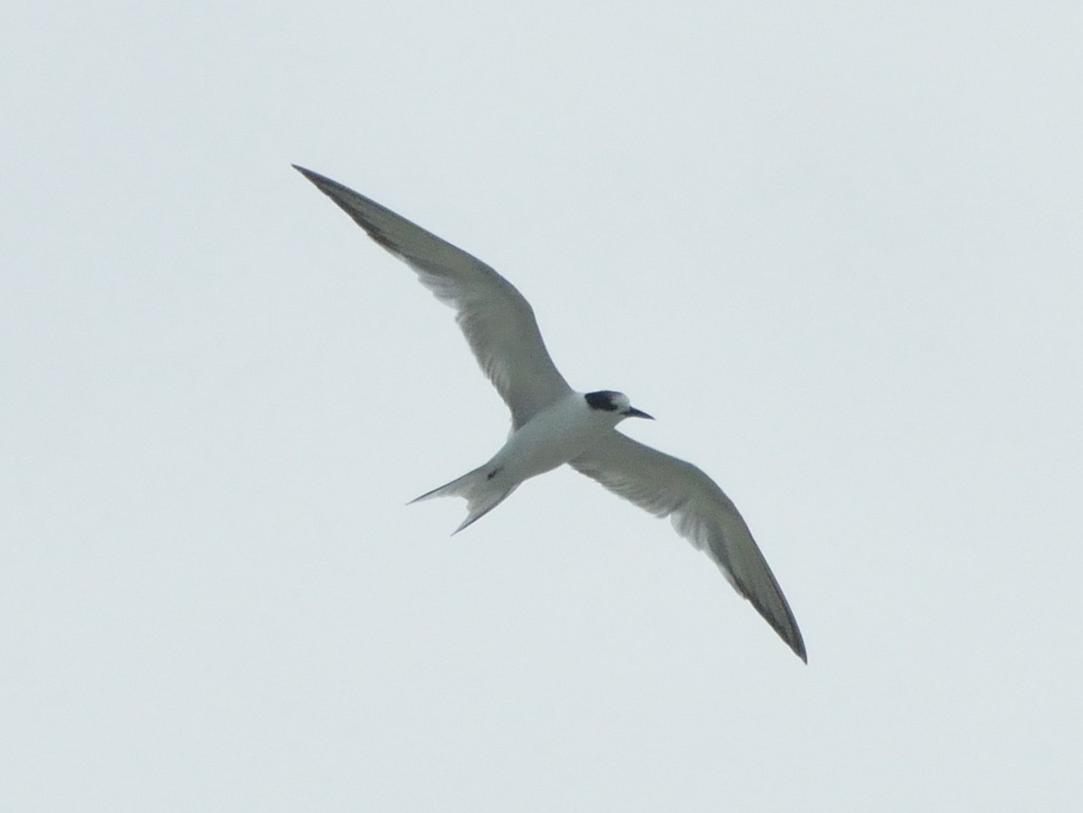 Common Tern - ML279190981