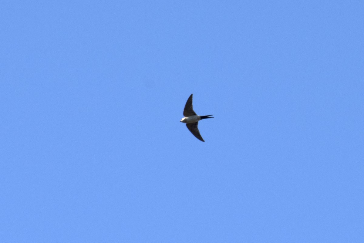 European Red-rumped Swallow - ML279192741
