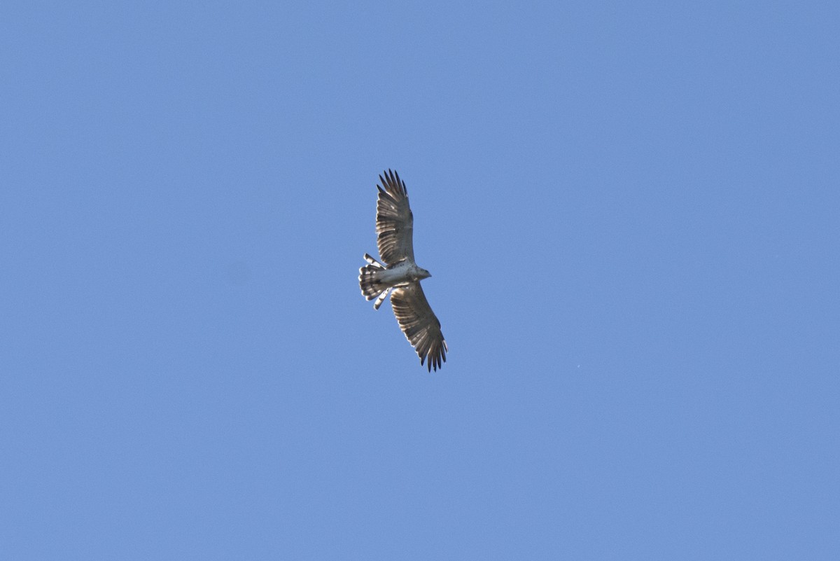 Short-toed Snake-Eagle - ML279192851