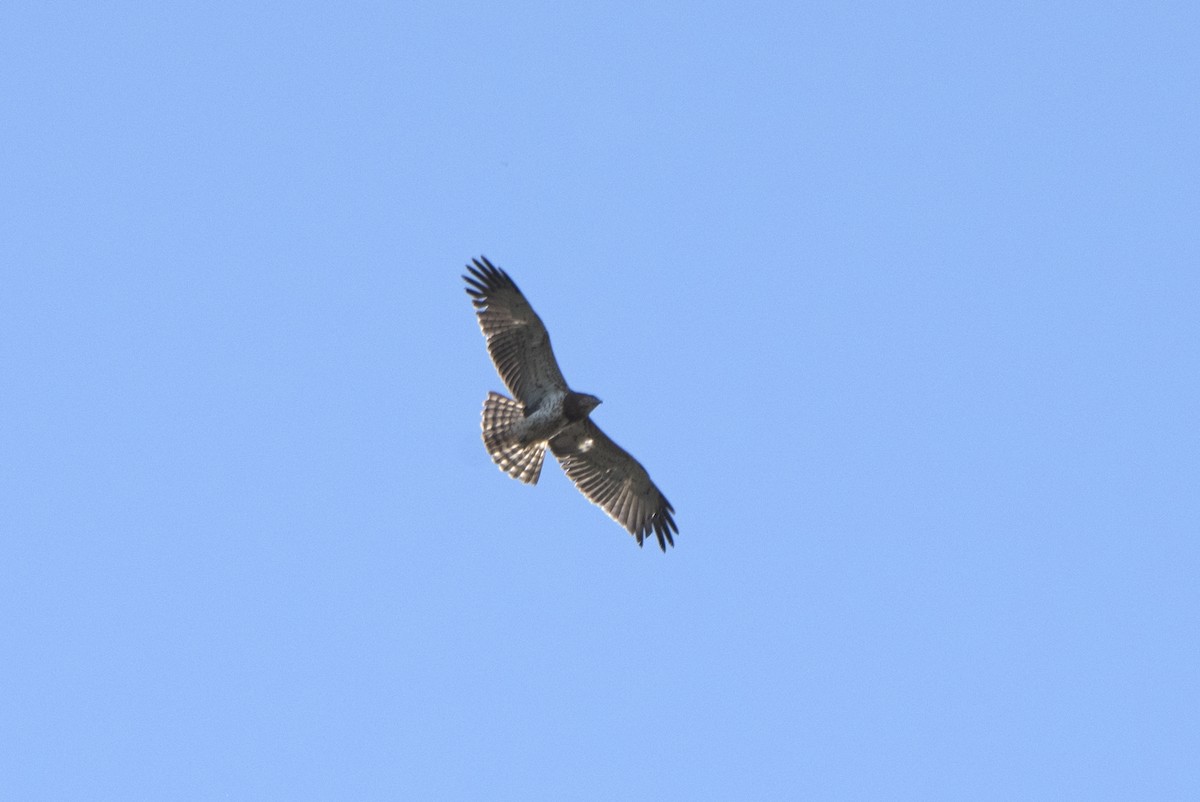 Short-toed Snake-Eagle - ML279192861