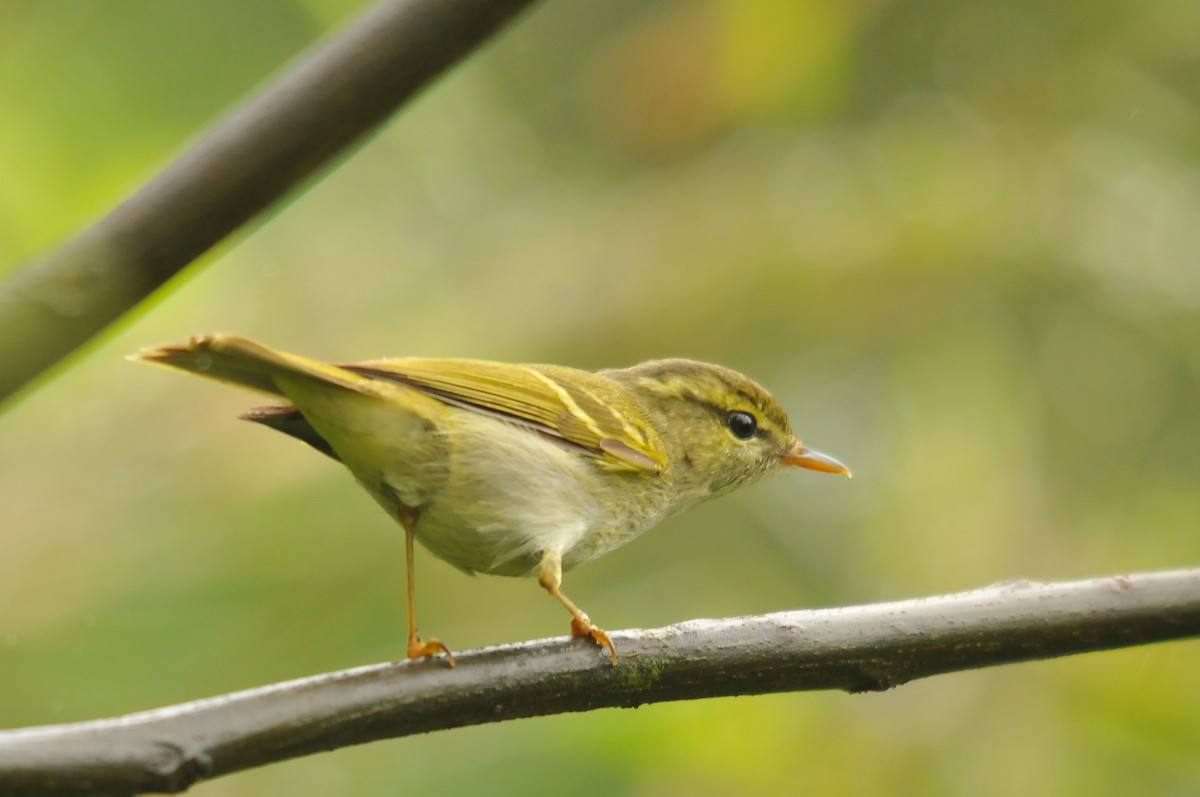 Emei Leaf Warbler - ML279193271