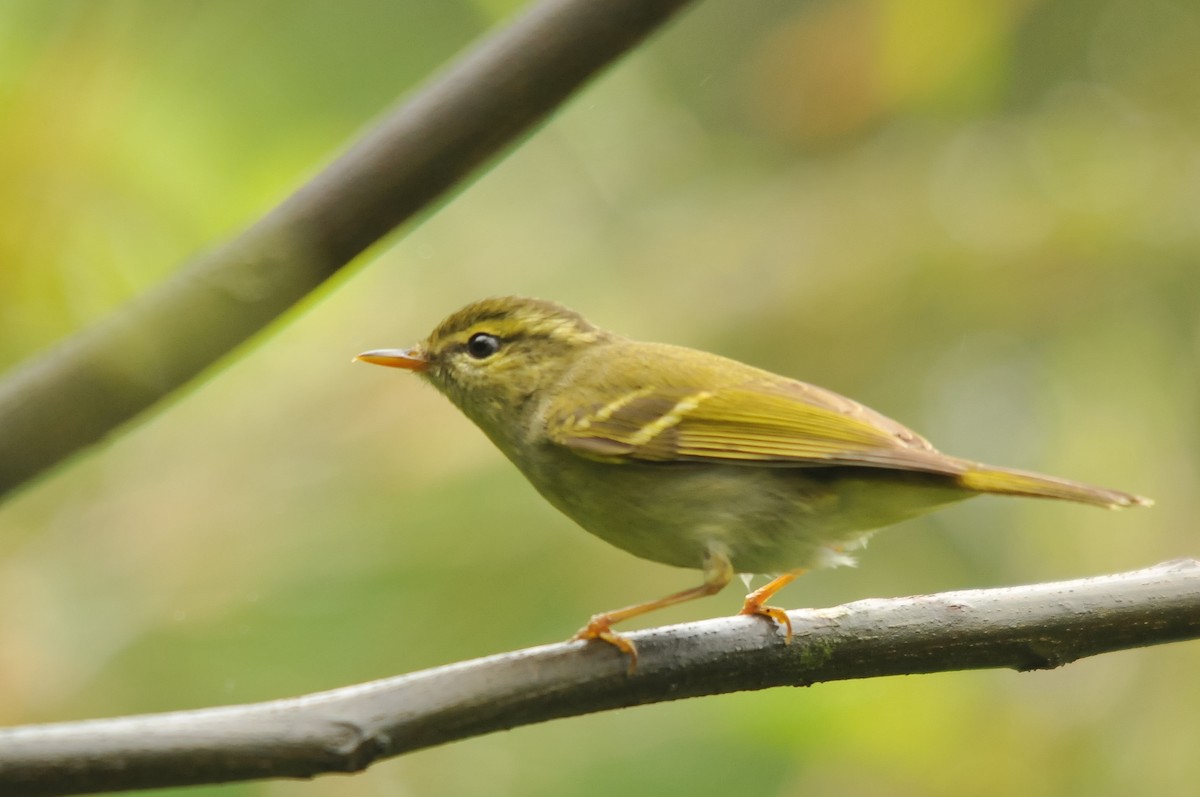 Emei Leaf Warbler - ML279193281