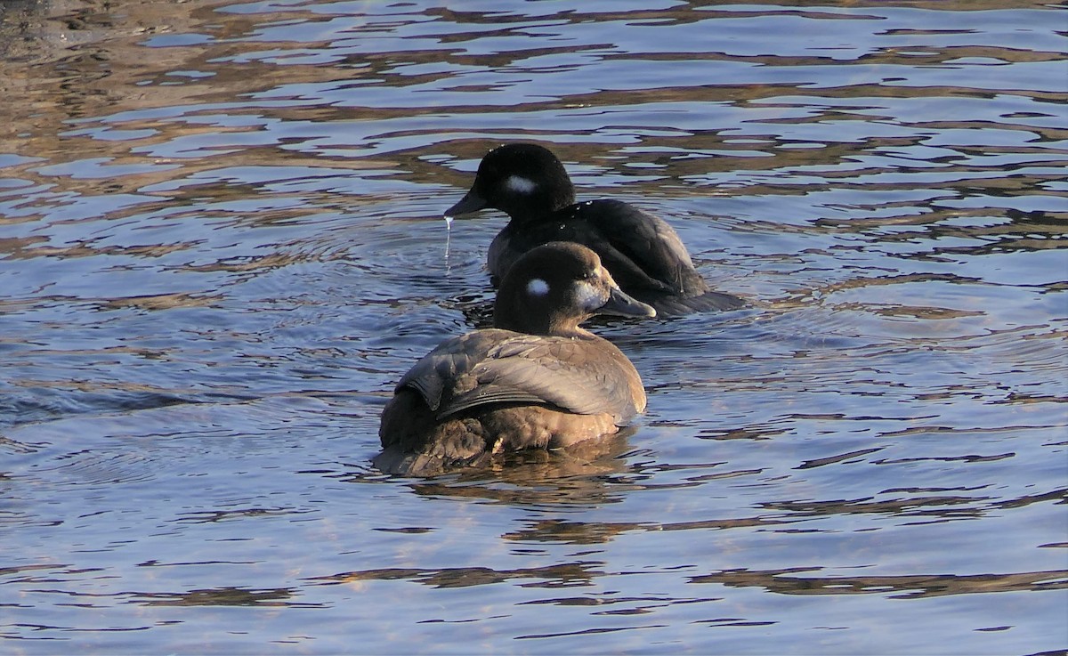 Harlequin Duck - ML279193851