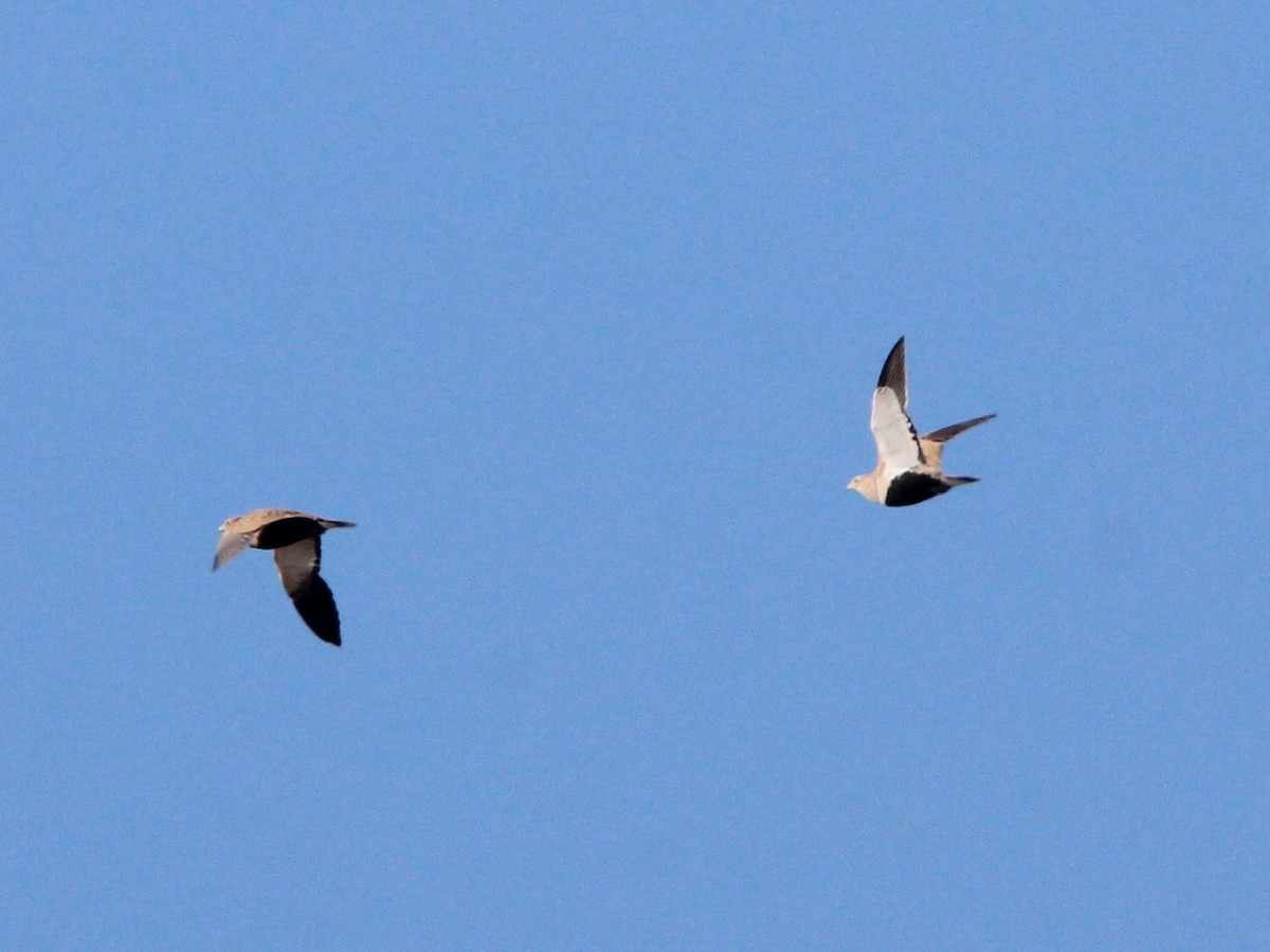 Black-bellied Sandgrouse - ML279194531