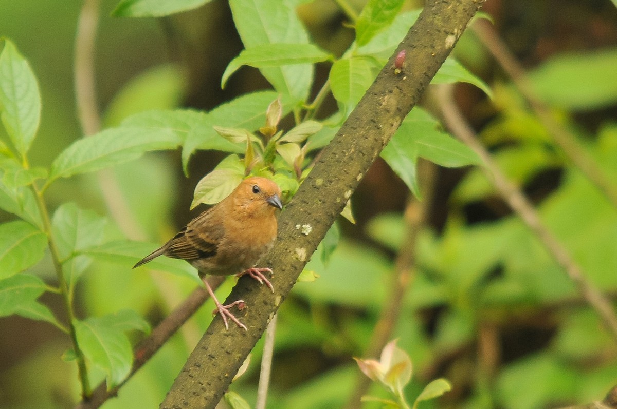 Slaty Bunting - ML279195911