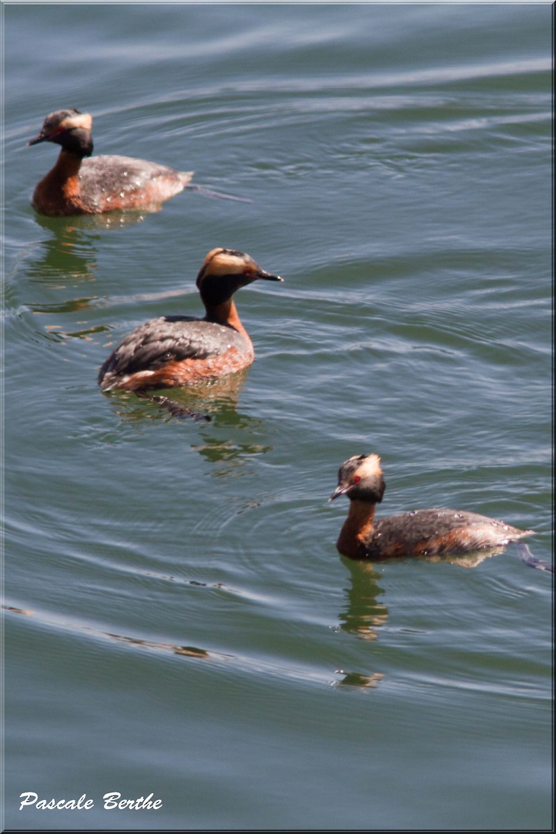 Horned Grebe - ML27919631