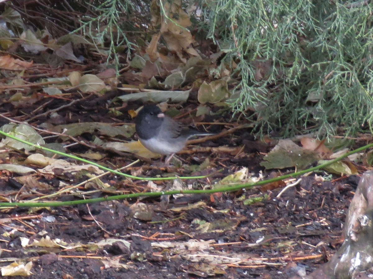 Junco Ojioscuro (cismontanus) - ML279196591