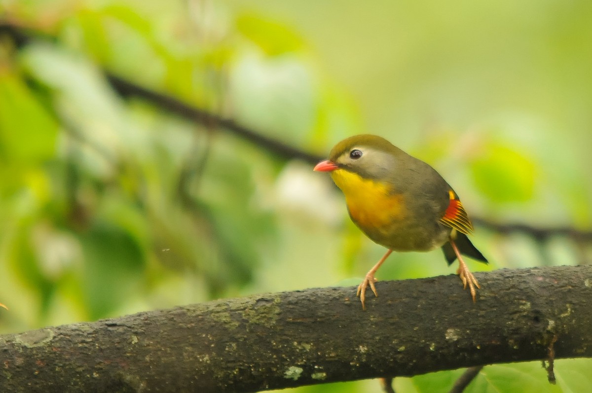 Red-billed Leiothrix - ML279197151