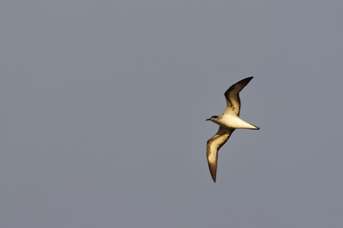 Barau's Petrel - ML279197451