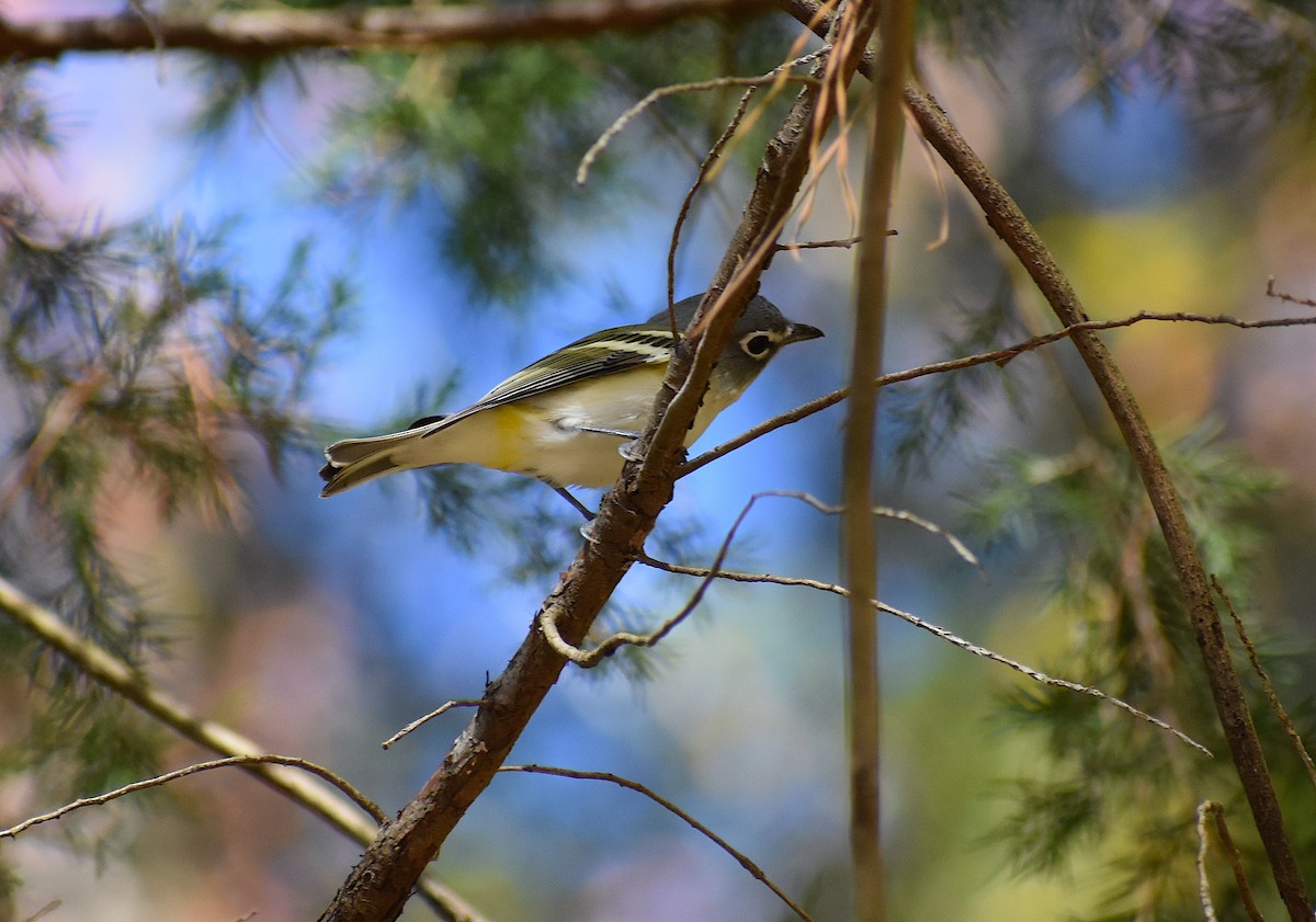 Blue-headed Vireo - ML279197581