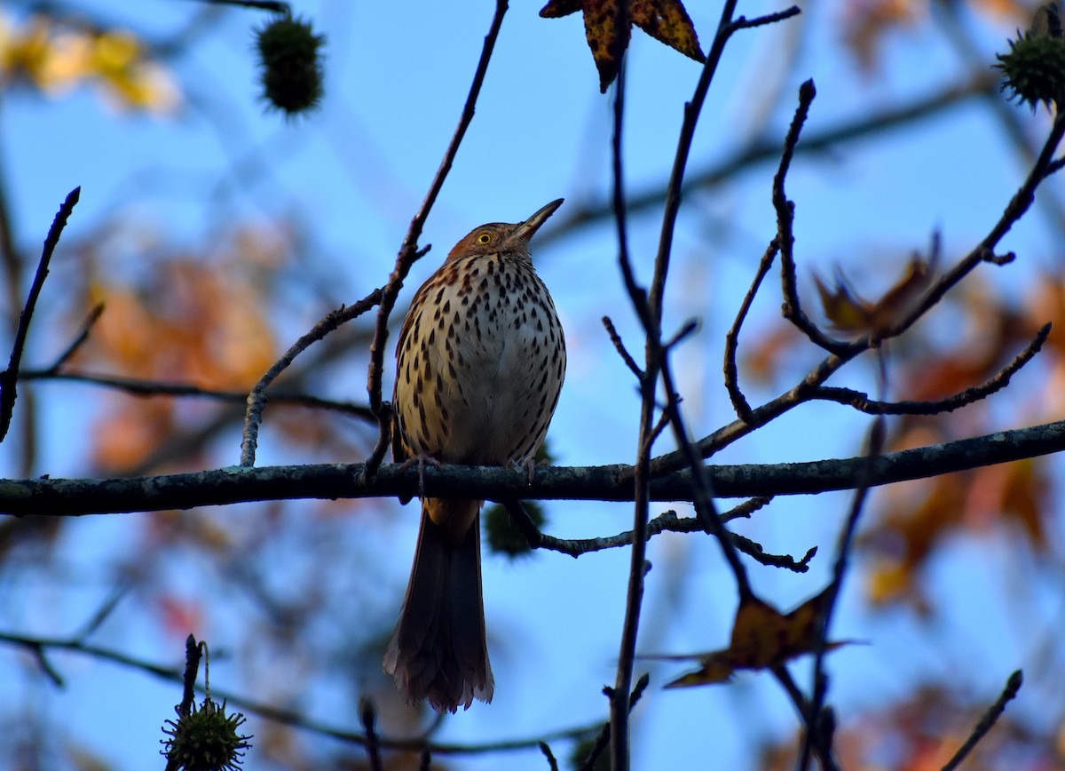 Brown Thrasher - ML279197731