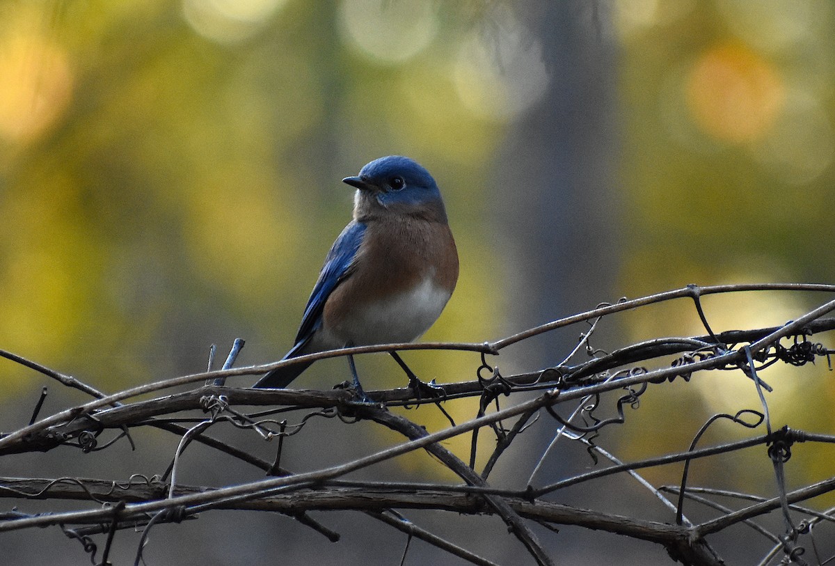 Eastern Bluebird - ML279197801