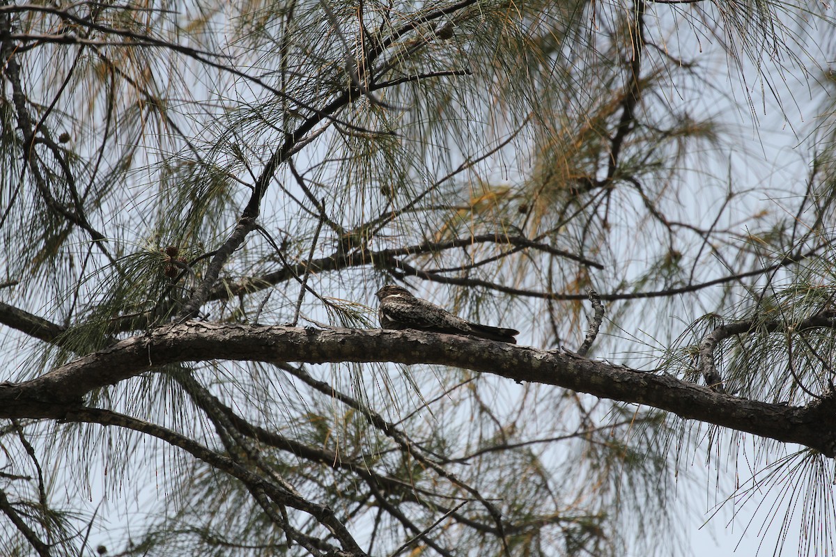 Common Nighthawk - ML27919801