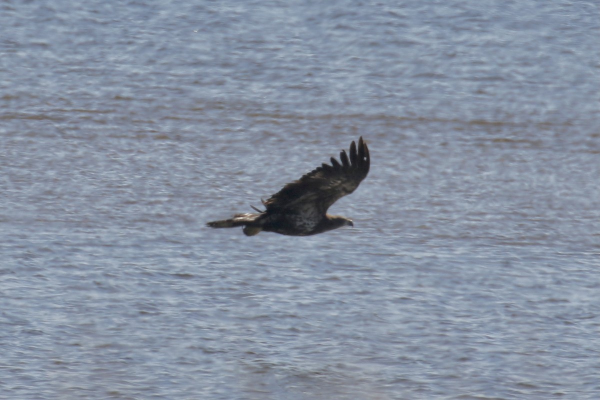 Bald Eagle - Andy Sanford