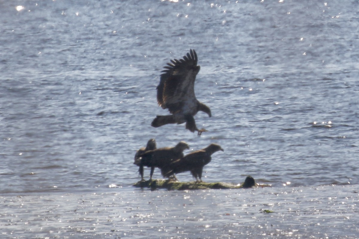 Bald Eagle - ML279198631