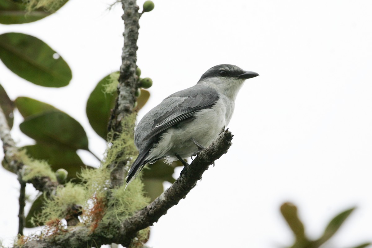 Mauritius Cuckooshrike - Simon Colenutt