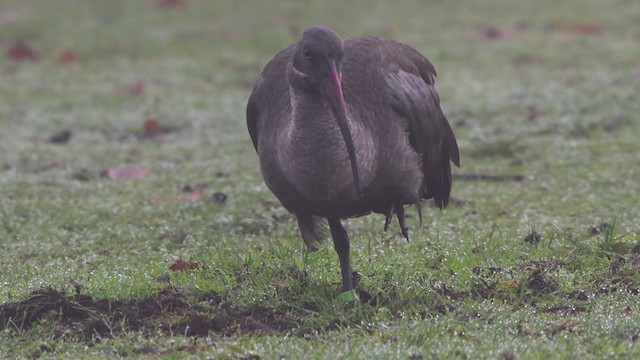 ibis hagedaš - ML279200141