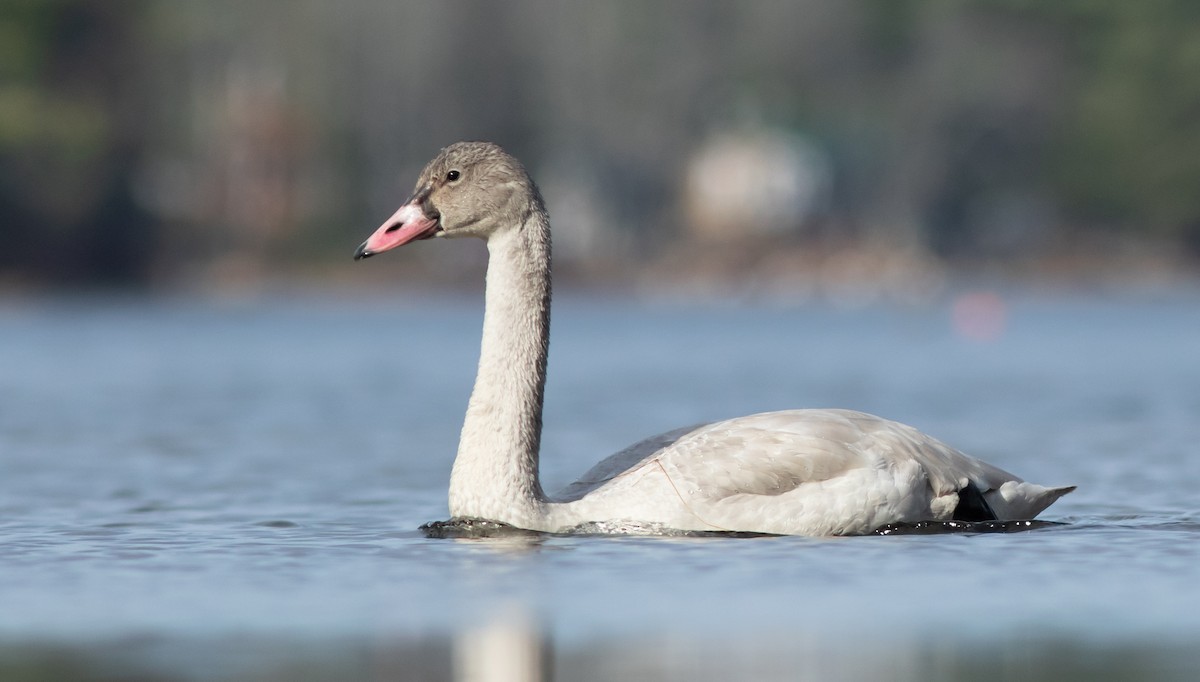 Tundra Swan - Doug Hitchcox