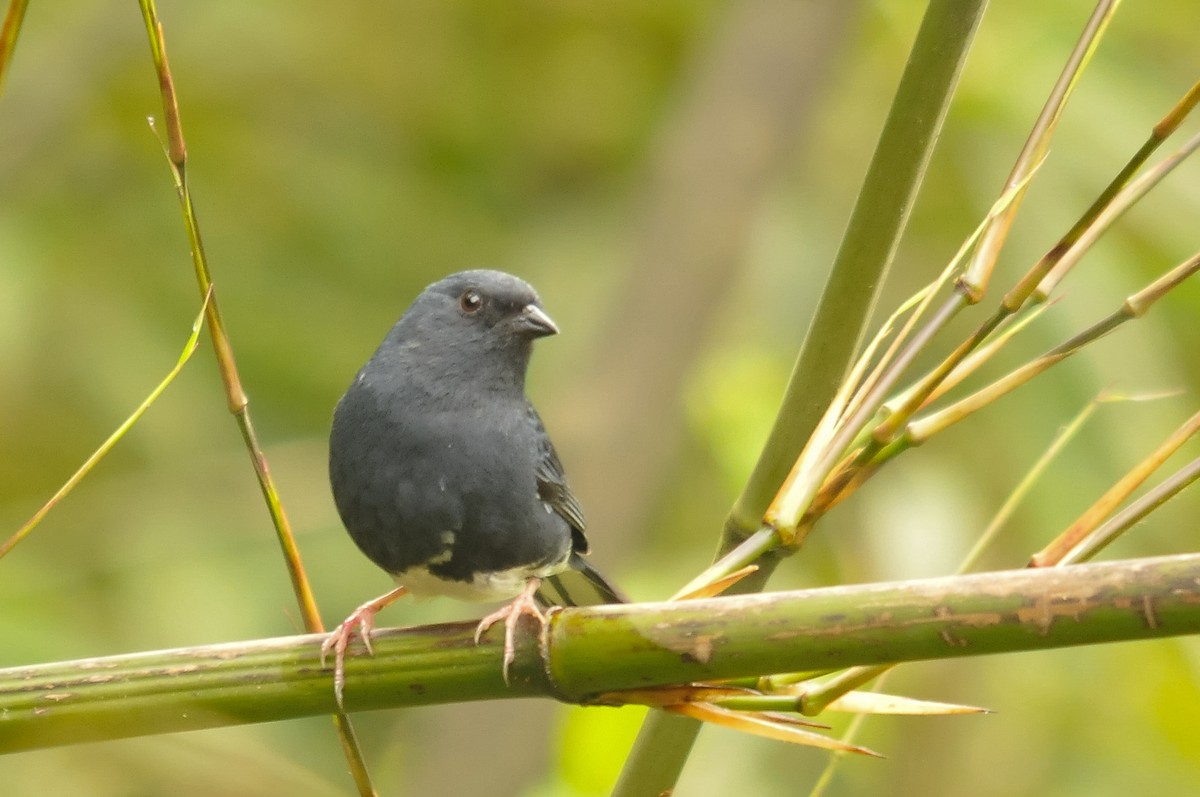 Slaty Bunting - Augusto Faustino