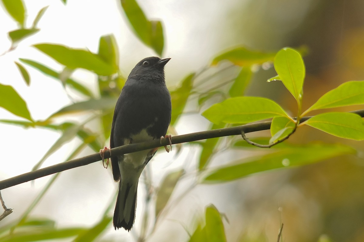 Slaty Bunting - Augusto Faustino