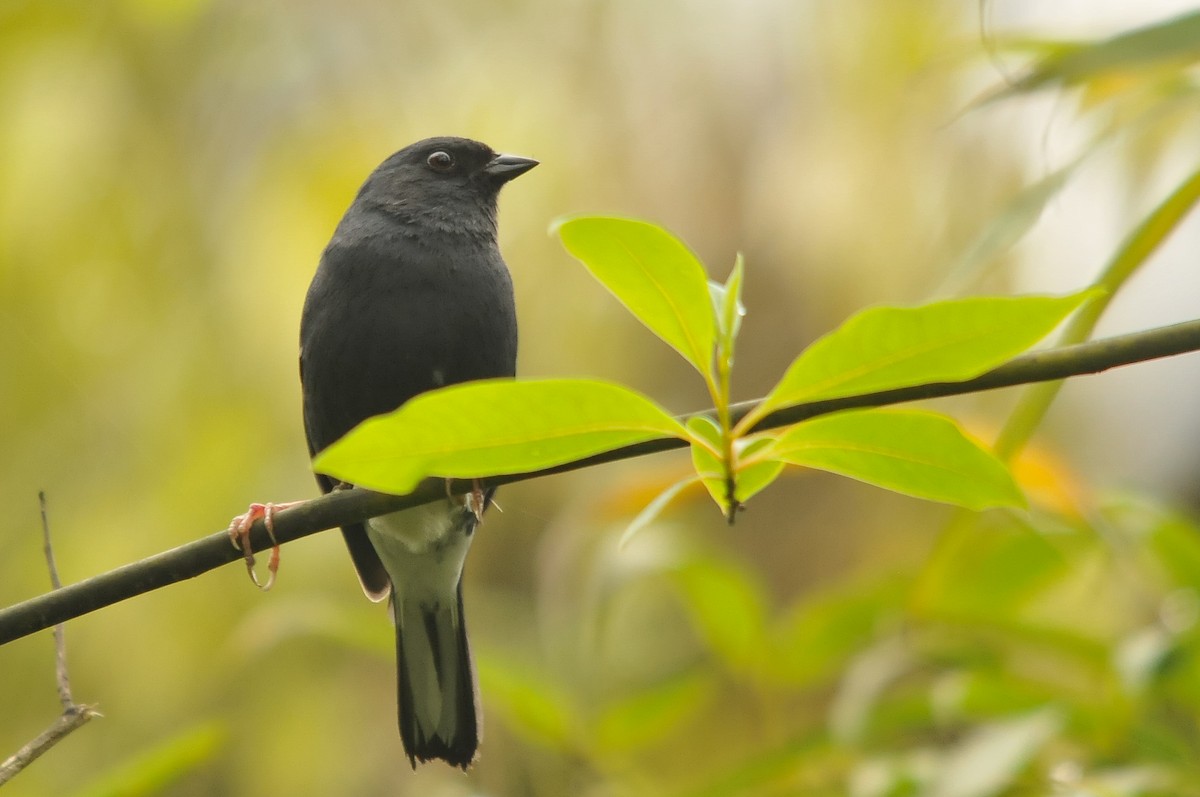 Slaty Bunting - ML279200531