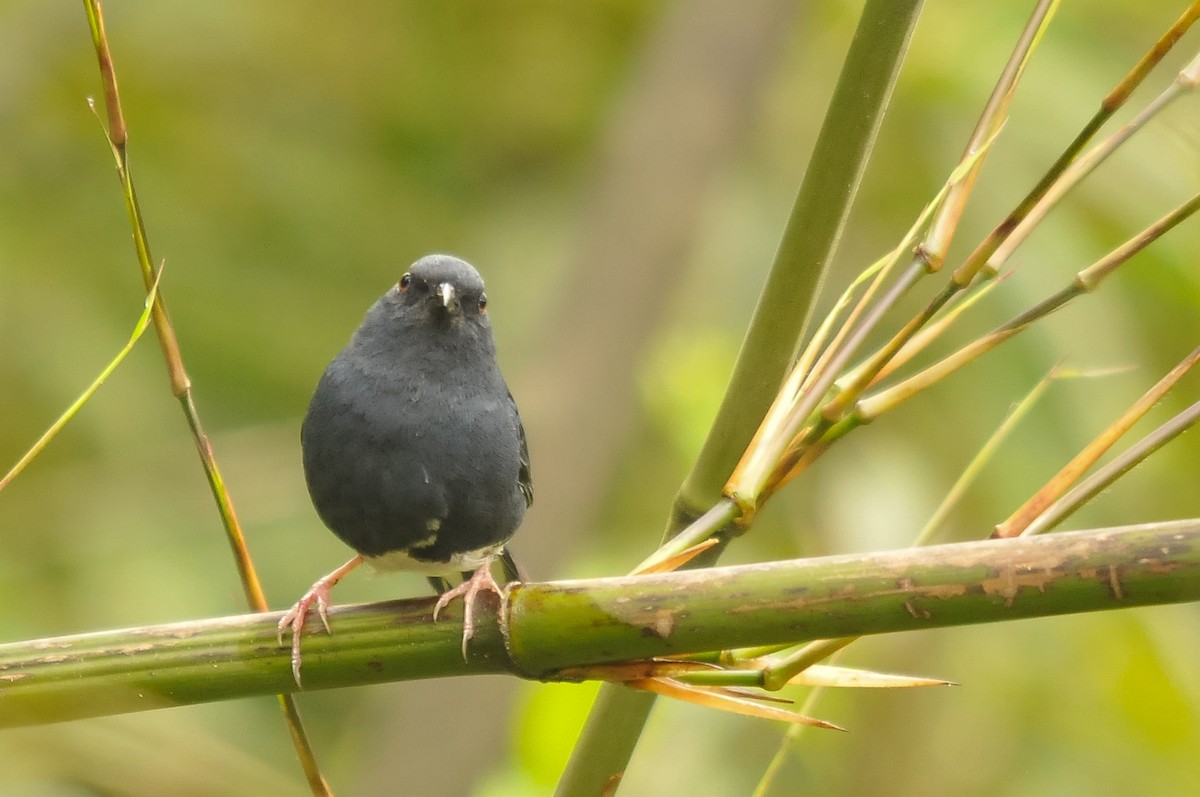 Slaty Bunting - ML279200541