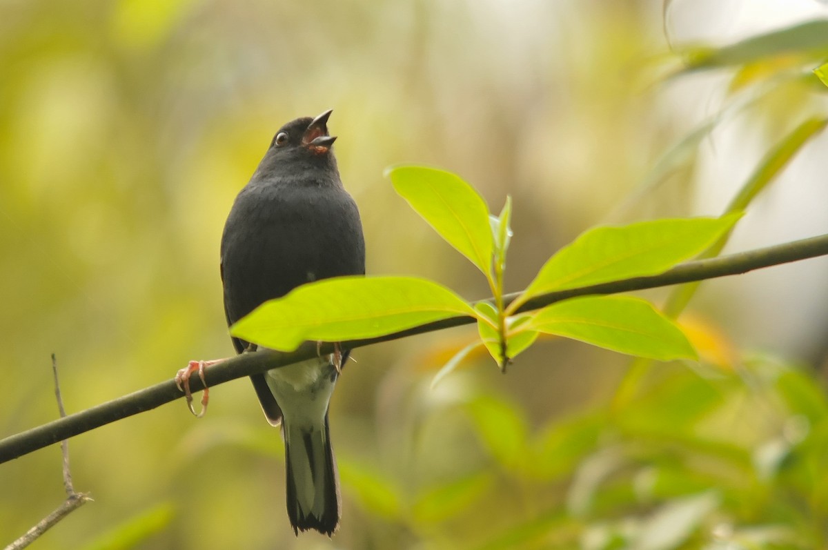 Slaty Bunting - ML279200571