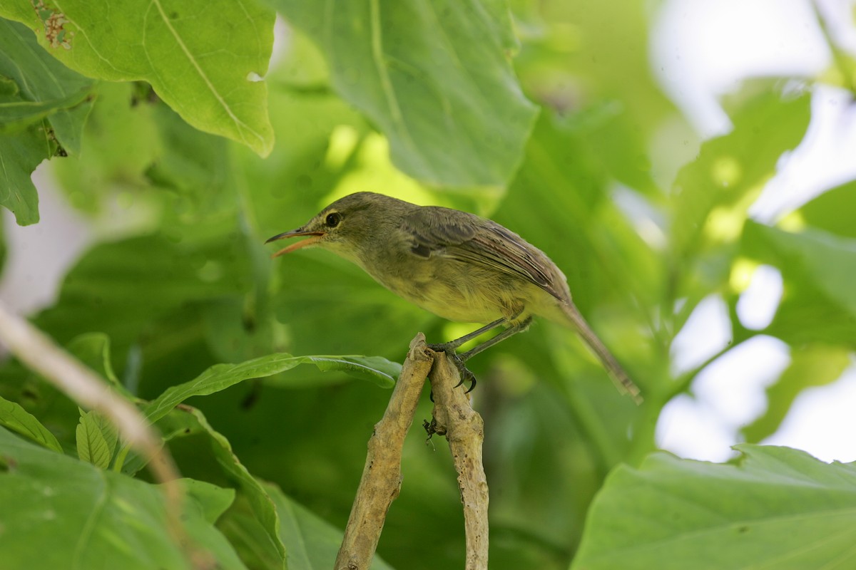 Seychelles Warbler - ML279200861