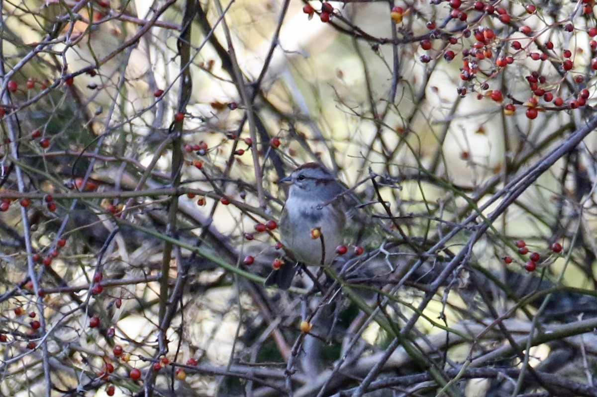 American Tree Sparrow - Andy Sanford