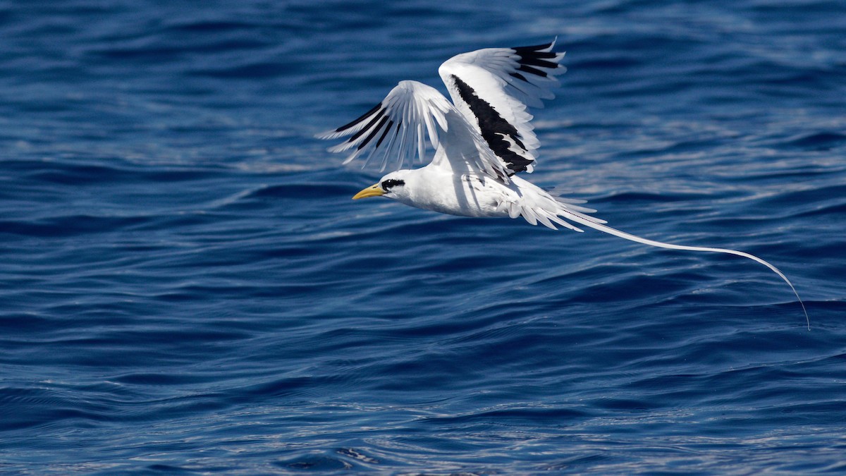 White-tailed Tropicbird (Indian Ocean) - ML279201461