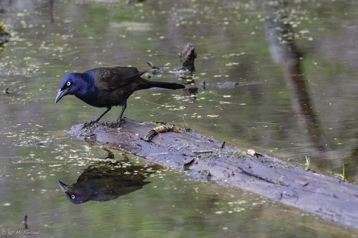 Common Grackle - Kent McFarland