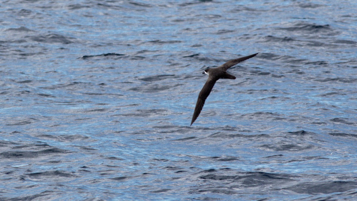 Barau's Petrel - Eric Gentelet