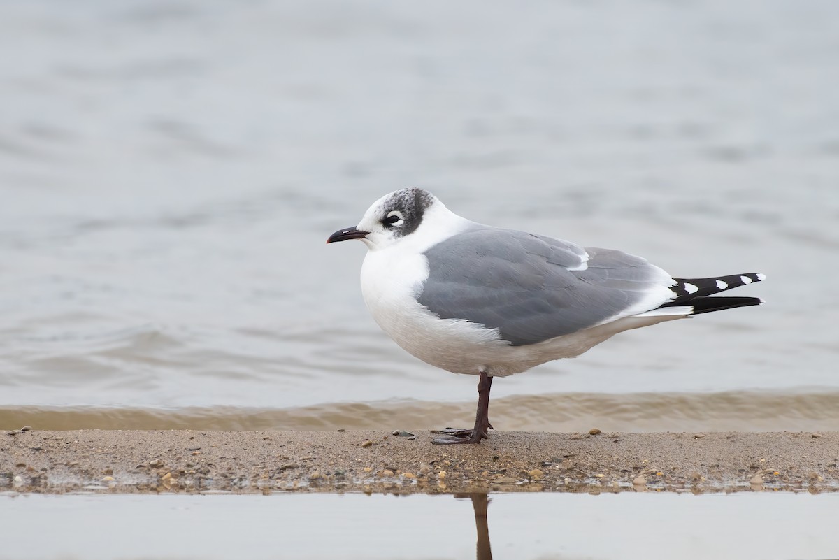 Franklin's Gull - Tyler Ficker