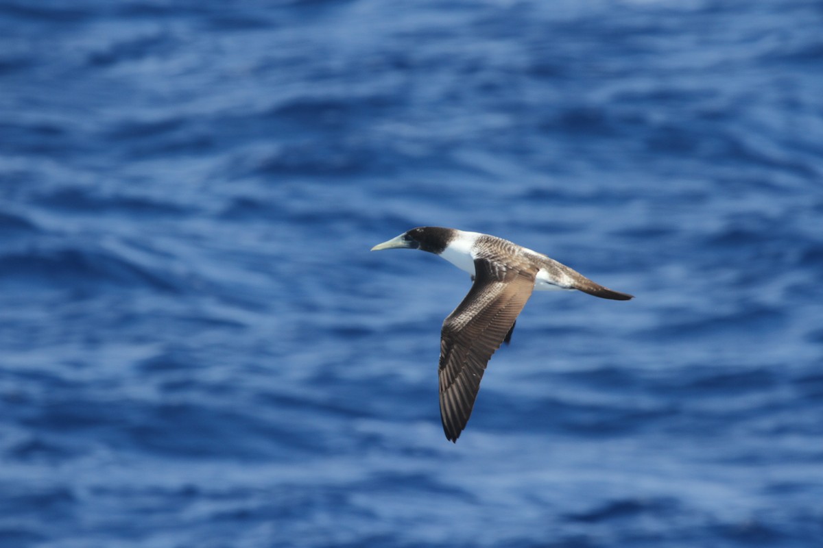Masked Booby - James (Jim) Holmes