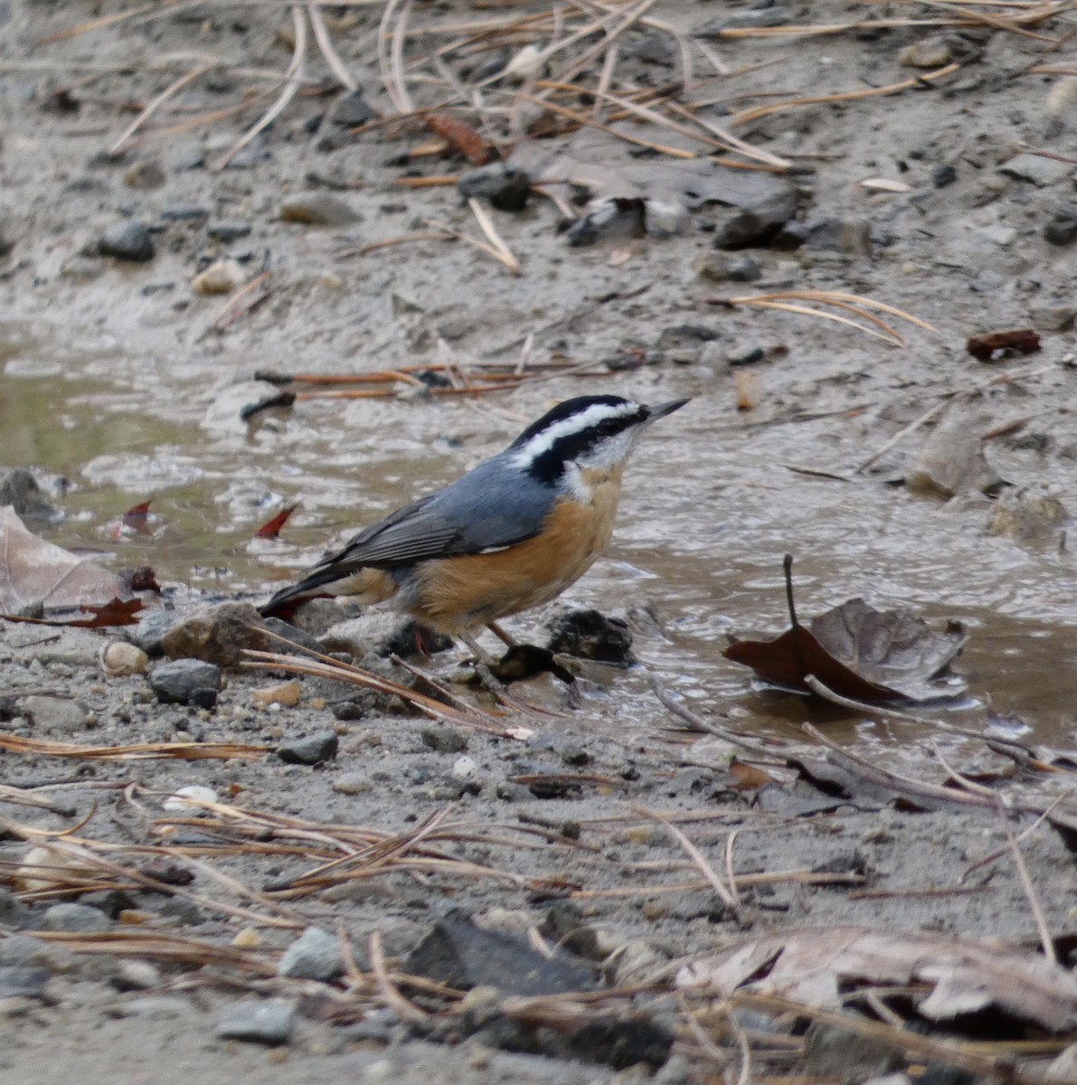 Red-breasted Nuthatch - ML279206581