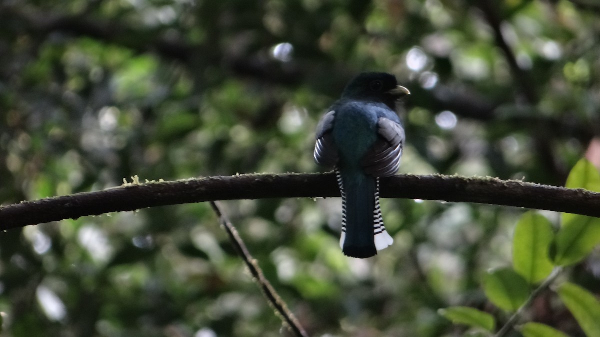 Gartered Trogon - ML279207661