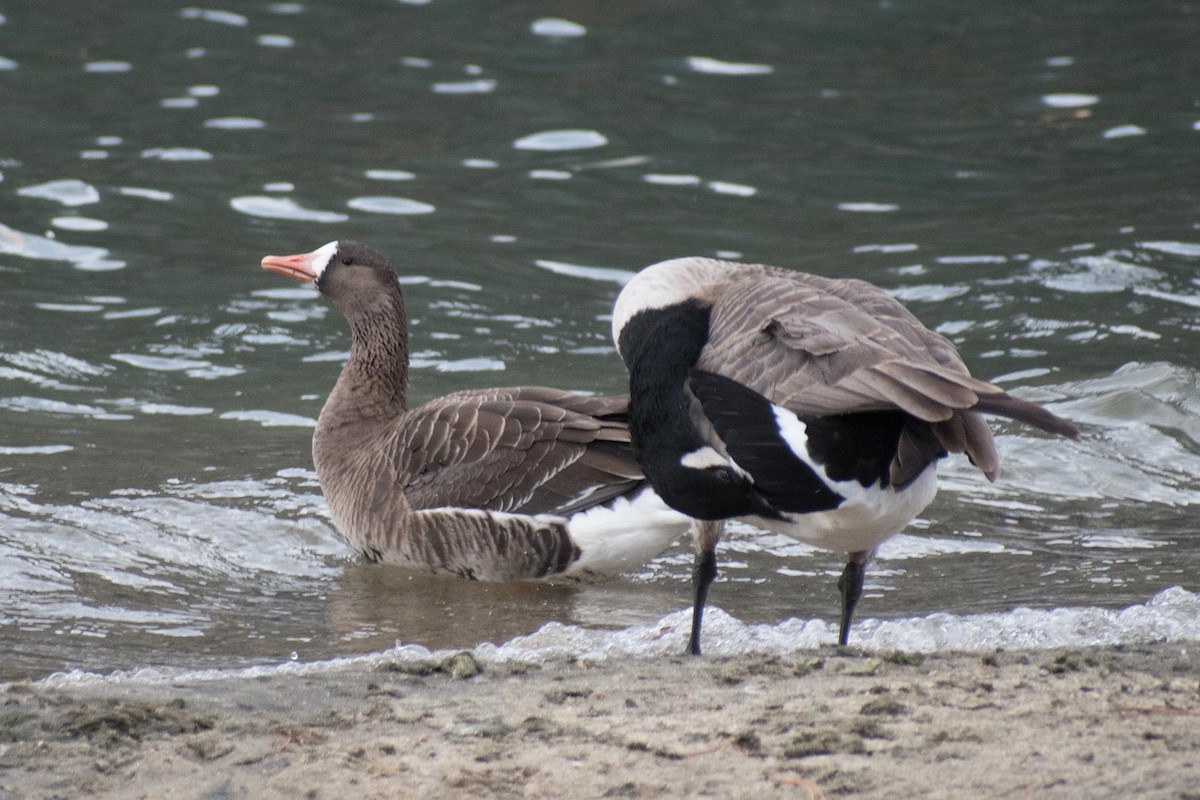 Greater White-fronted Goose - ML279207751