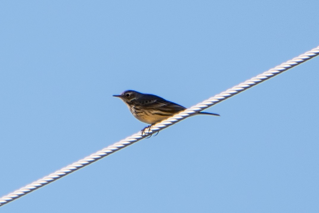 American Pipit - ML279207851