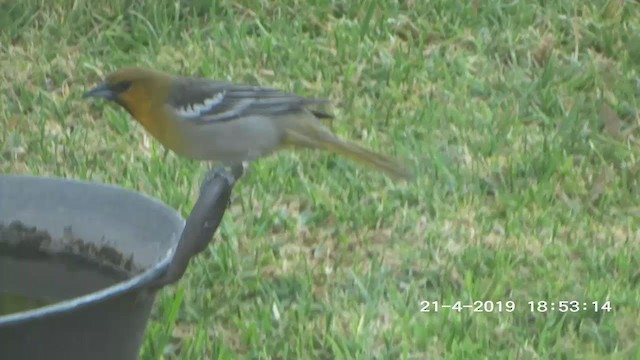 Black-backed Oriole - ML279208461