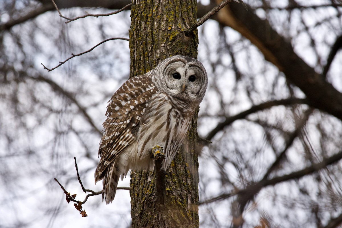 Barred Owl - Kirstyn Eckhardt