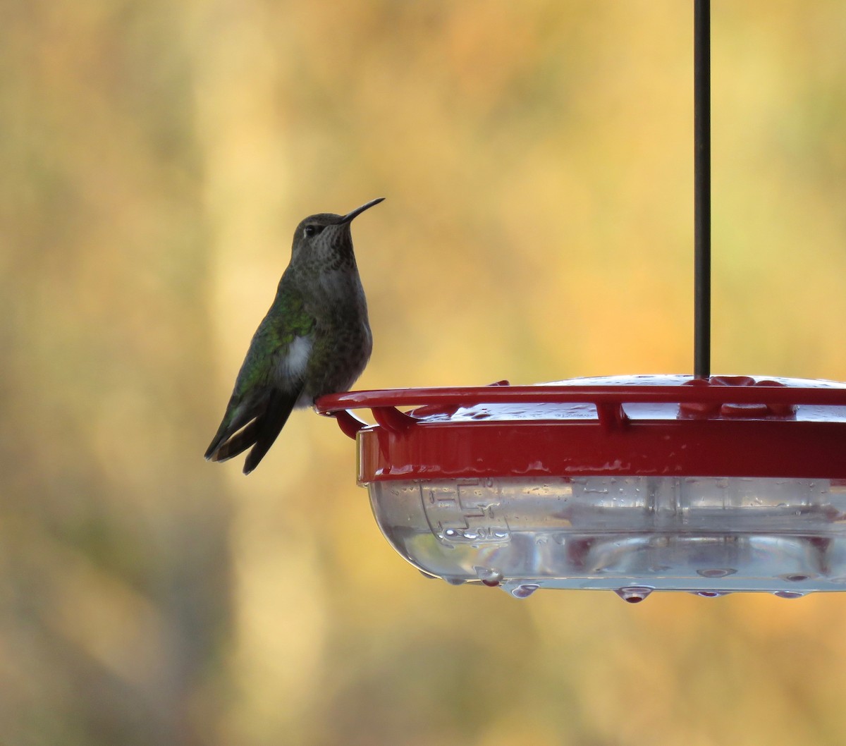 Anna's Hummingbird - ML279209491